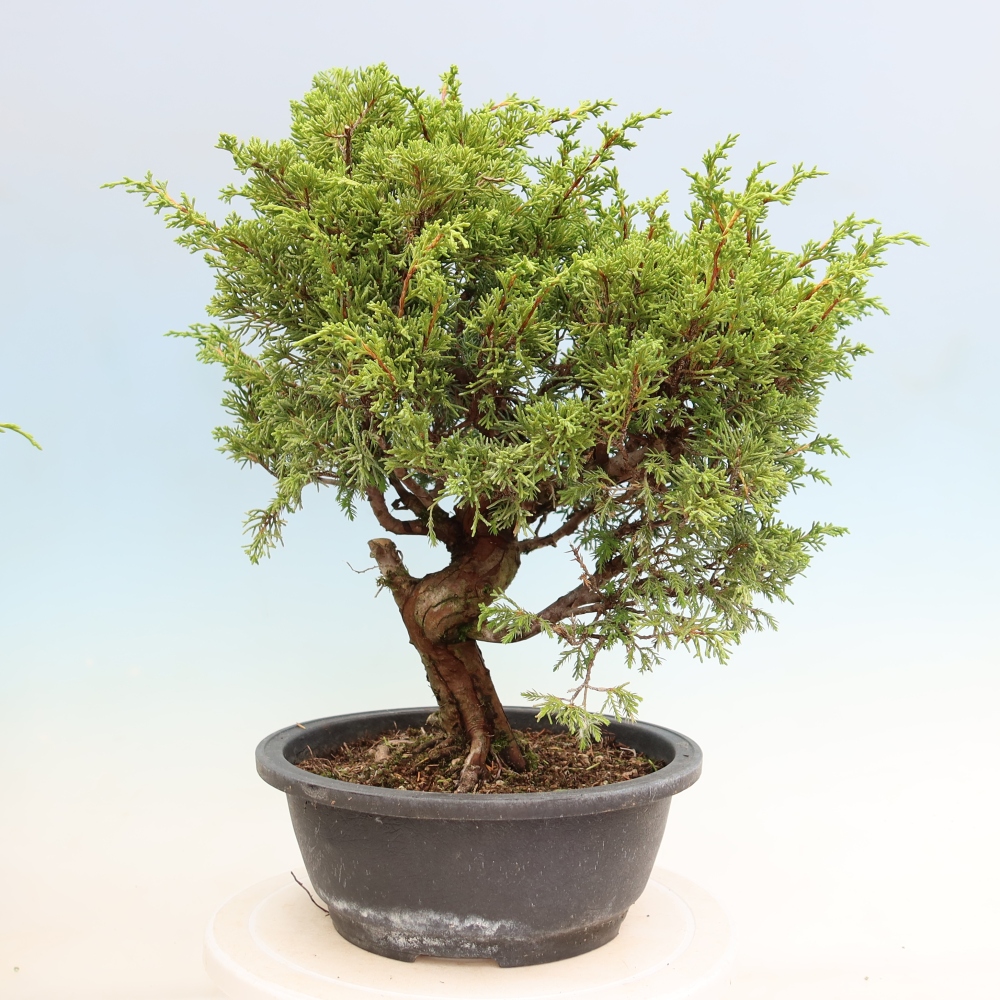 Bonsai für draußen - Juniperus chinensis Itoigawa-Juniperus chinensis