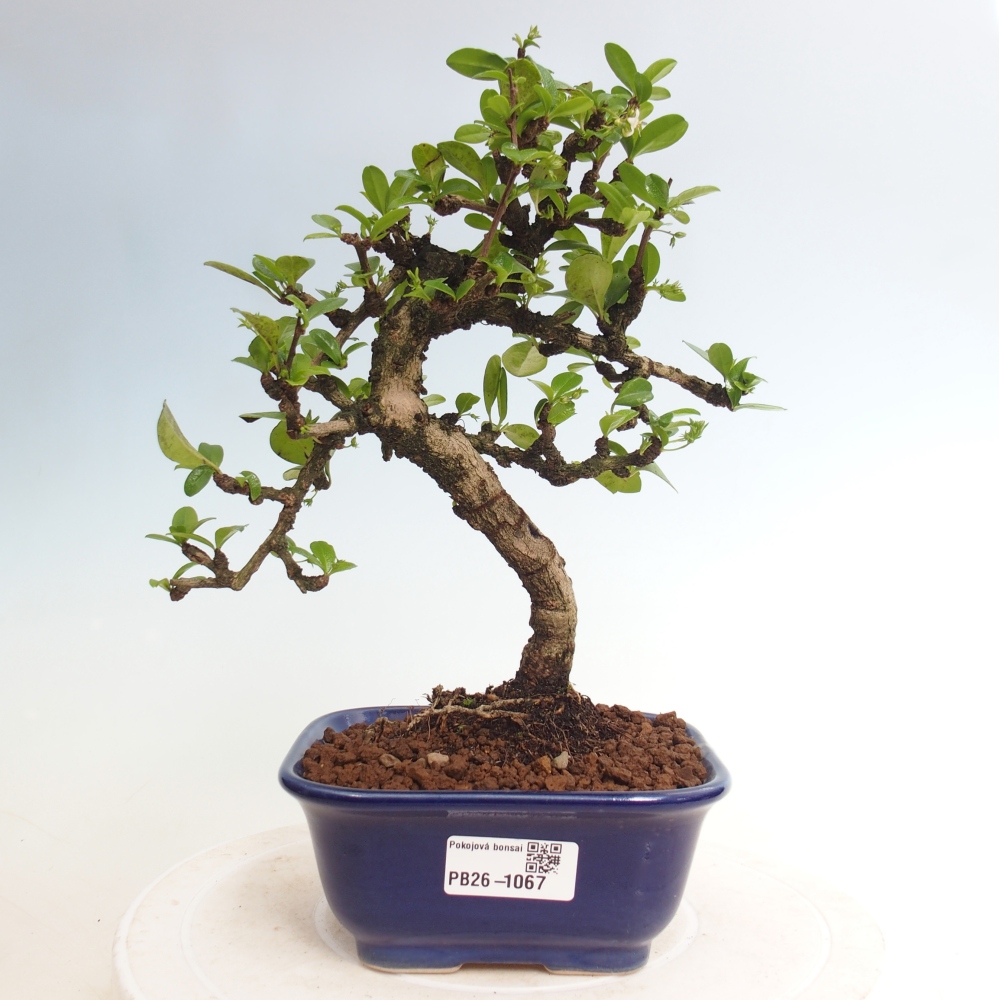 Zimmer-Bonsai - Carmona macrophylla - Tee-Fuki