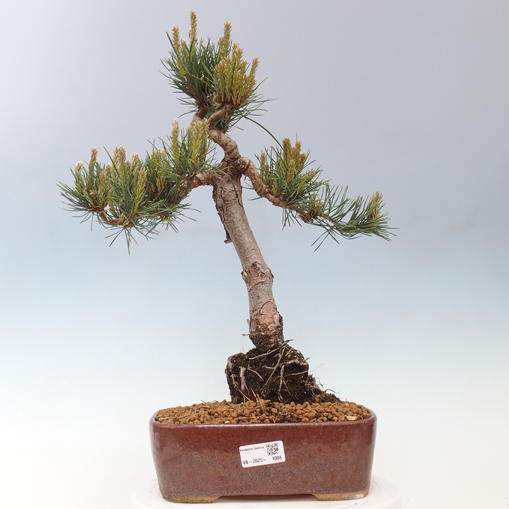 Bonsai im Freien - Pinus Sylvestris - Waldkiefer