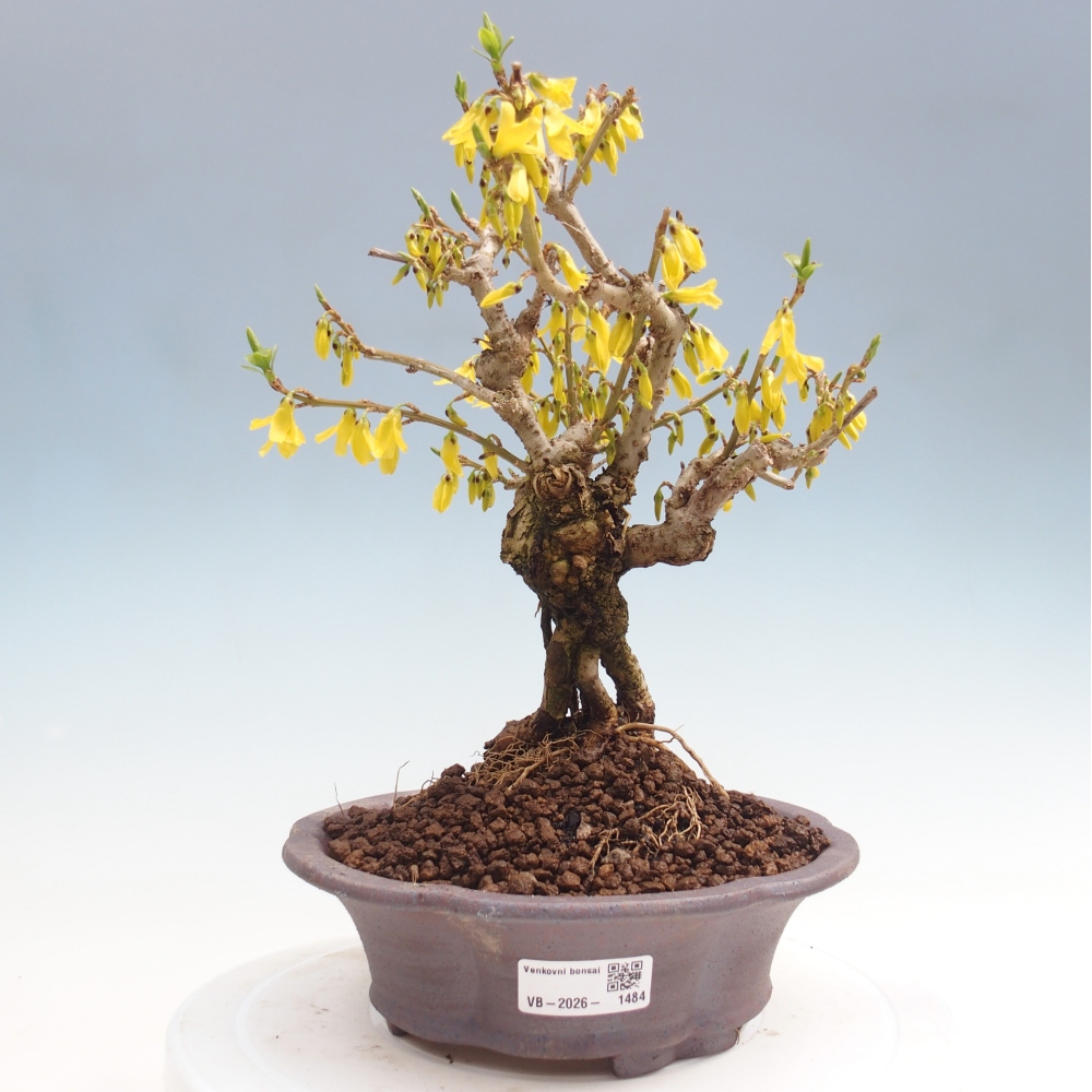 Bonsai für draußen - Zlatice - Forsythia koreana