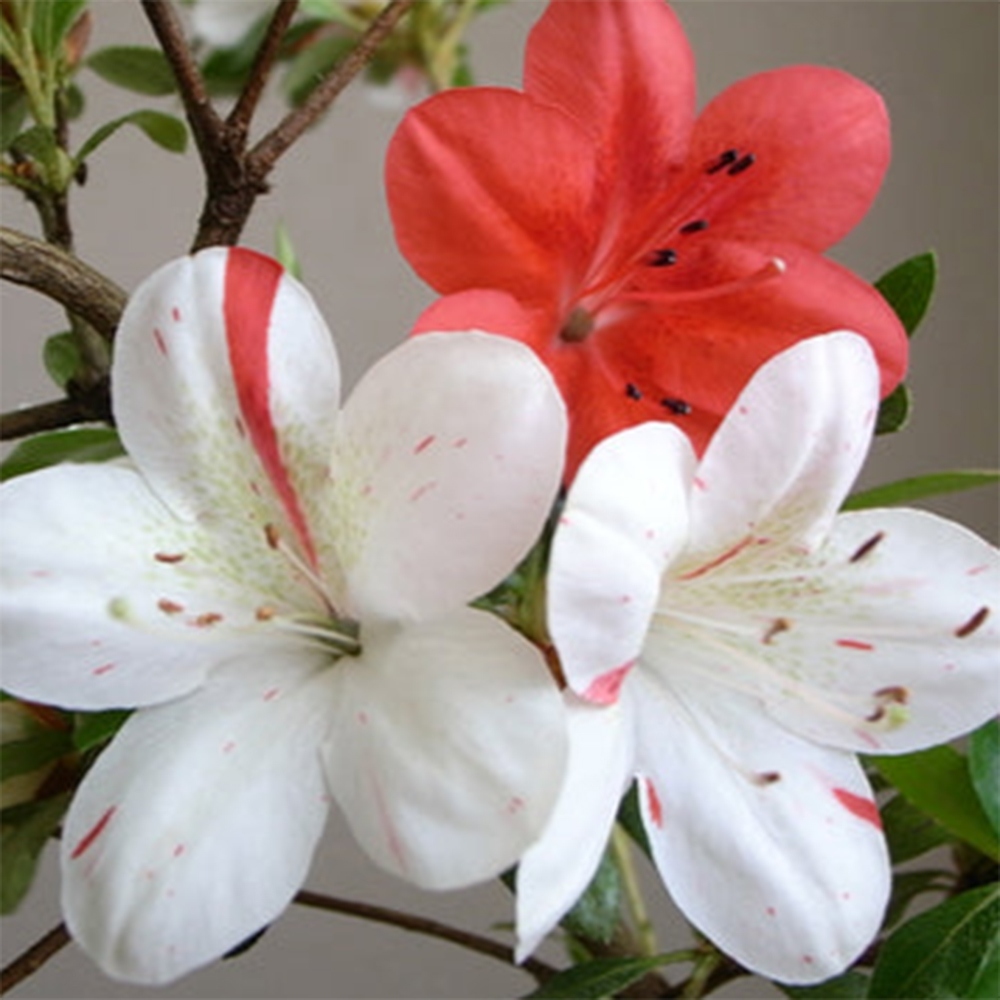 Bonsai für draußen - Japanische Azalee - Azalea Kisshoten