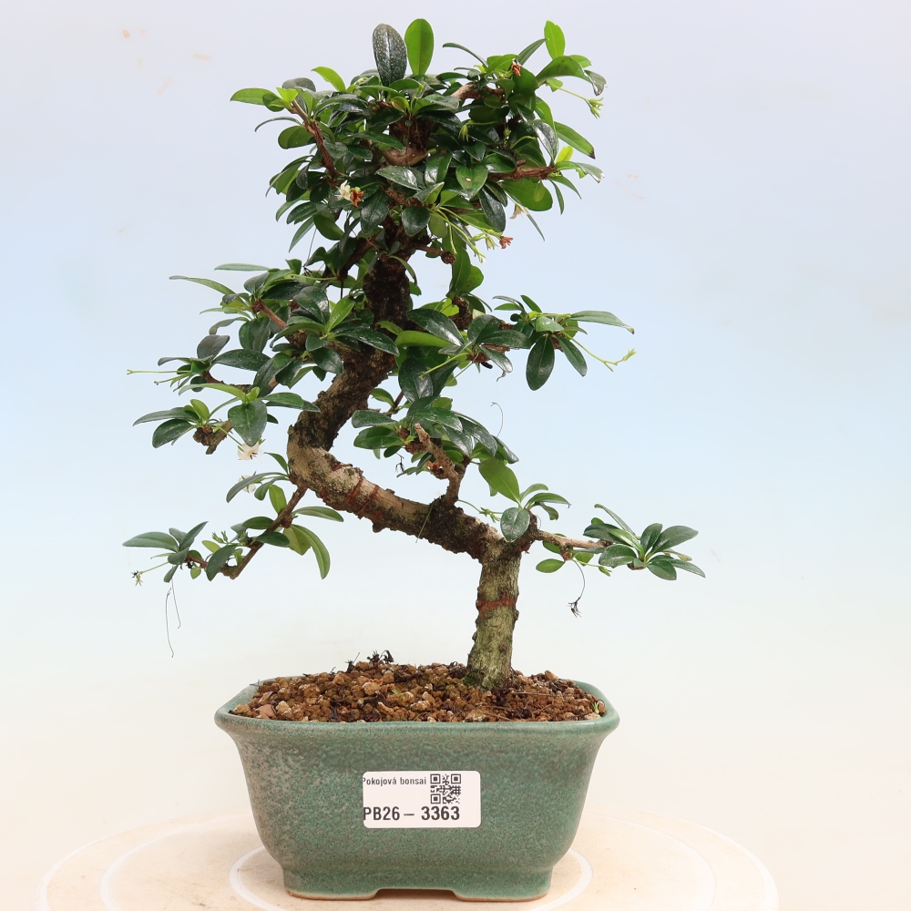 Zimmer-Bonsai - Carmona macrophylla - Tee-Fuki