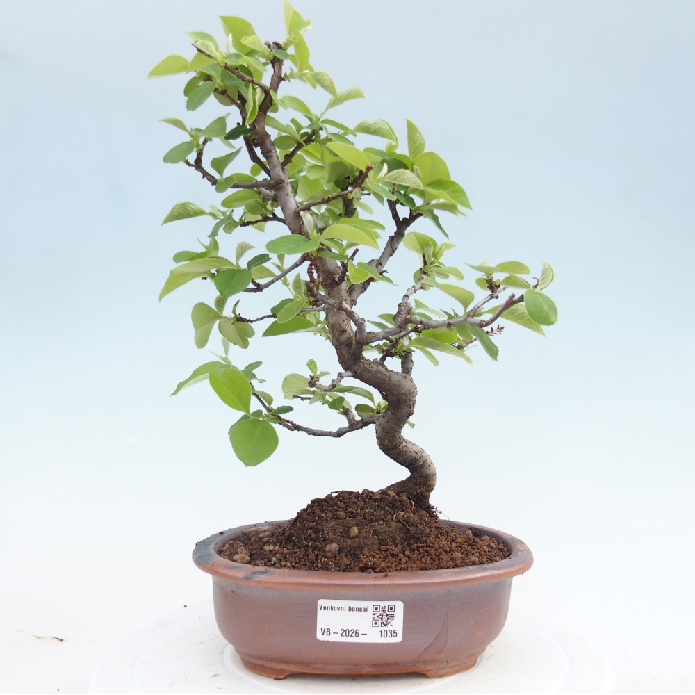 Bonsai für draußen - Chaneomeles chinensis