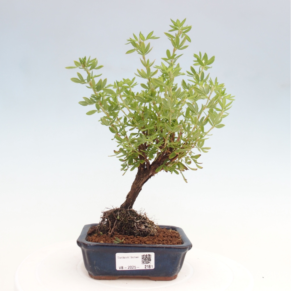 Outdoor-Bonsai-Fingerkraut - Potentila fruticosa gelber Vogel