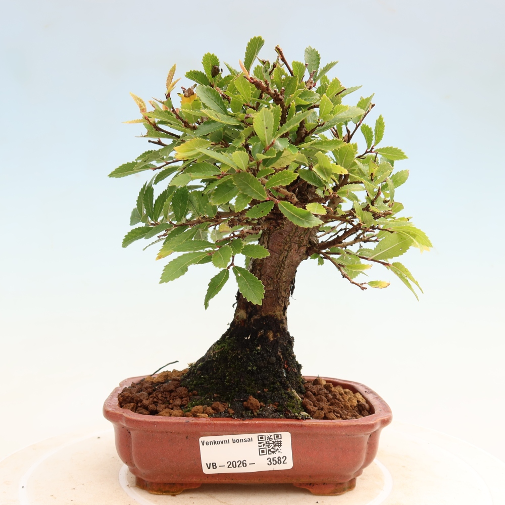 Bonsai für draußen - Zelkova - Zelkova NIRE