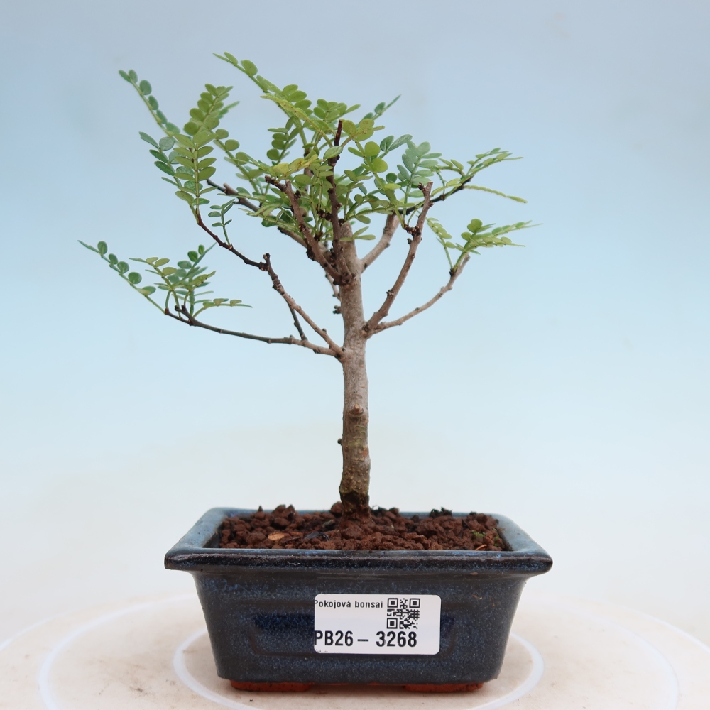 Zimmer Bonsai - Zantoxylum piperitum - Pfefferbaum