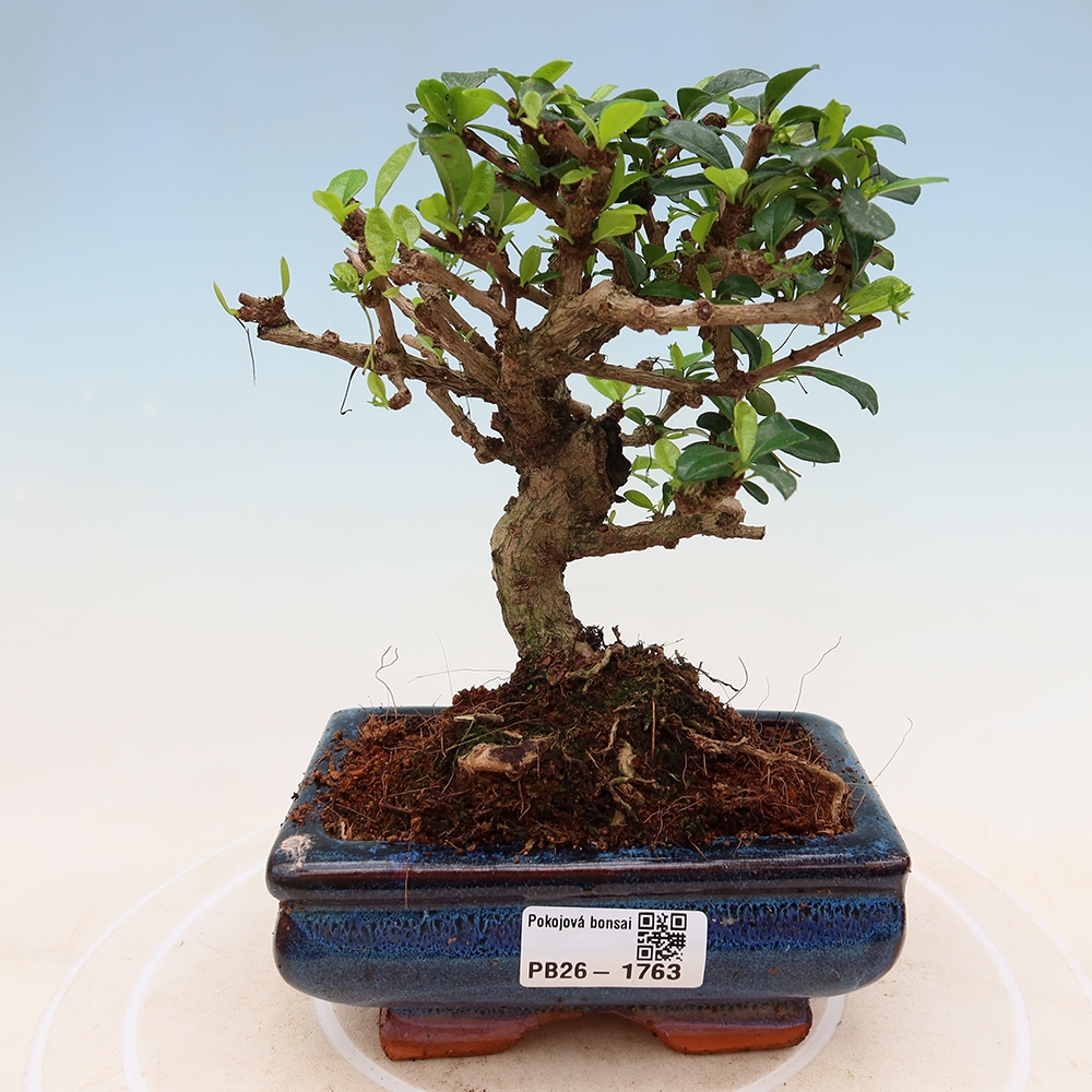 Zimmer-Bonsai - Carmona macrophylla - Tee-Fuki