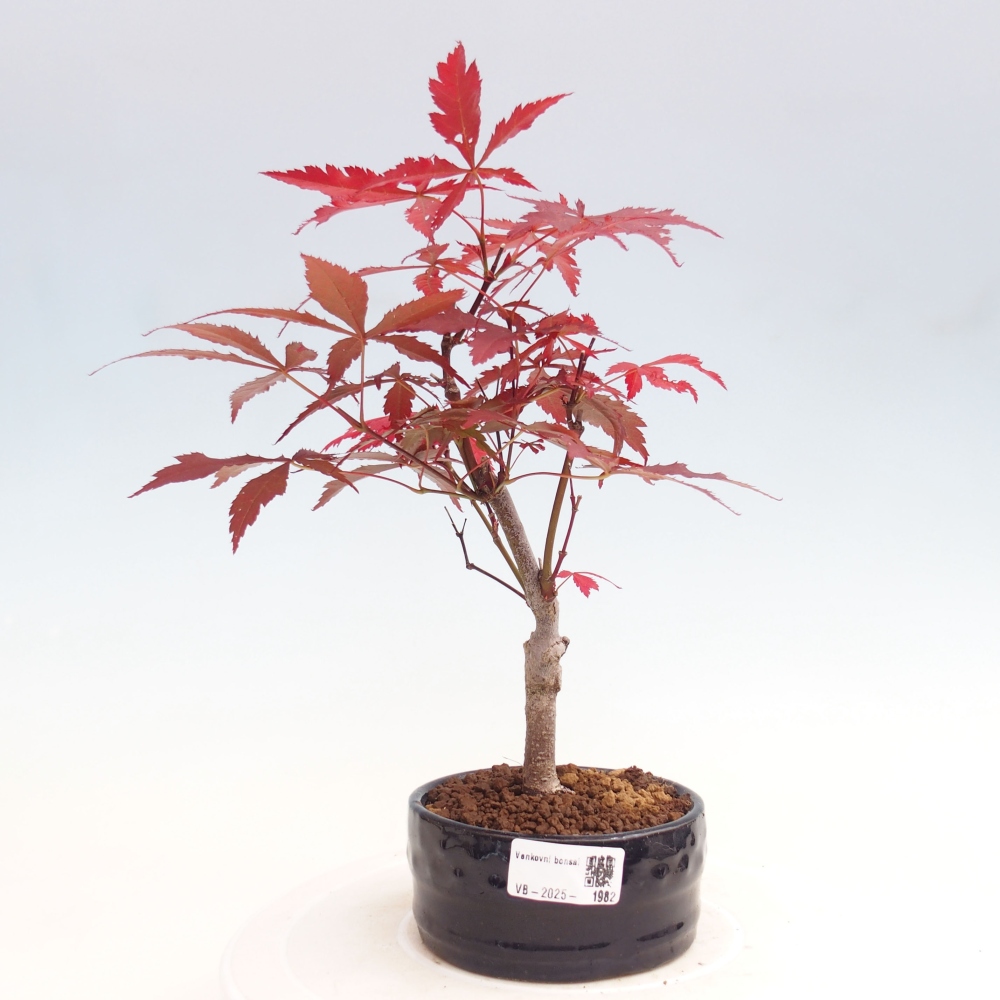 Bonsai im Freien - Acer-Palme. Atropurpureum-Palmenblatt-Ahorn