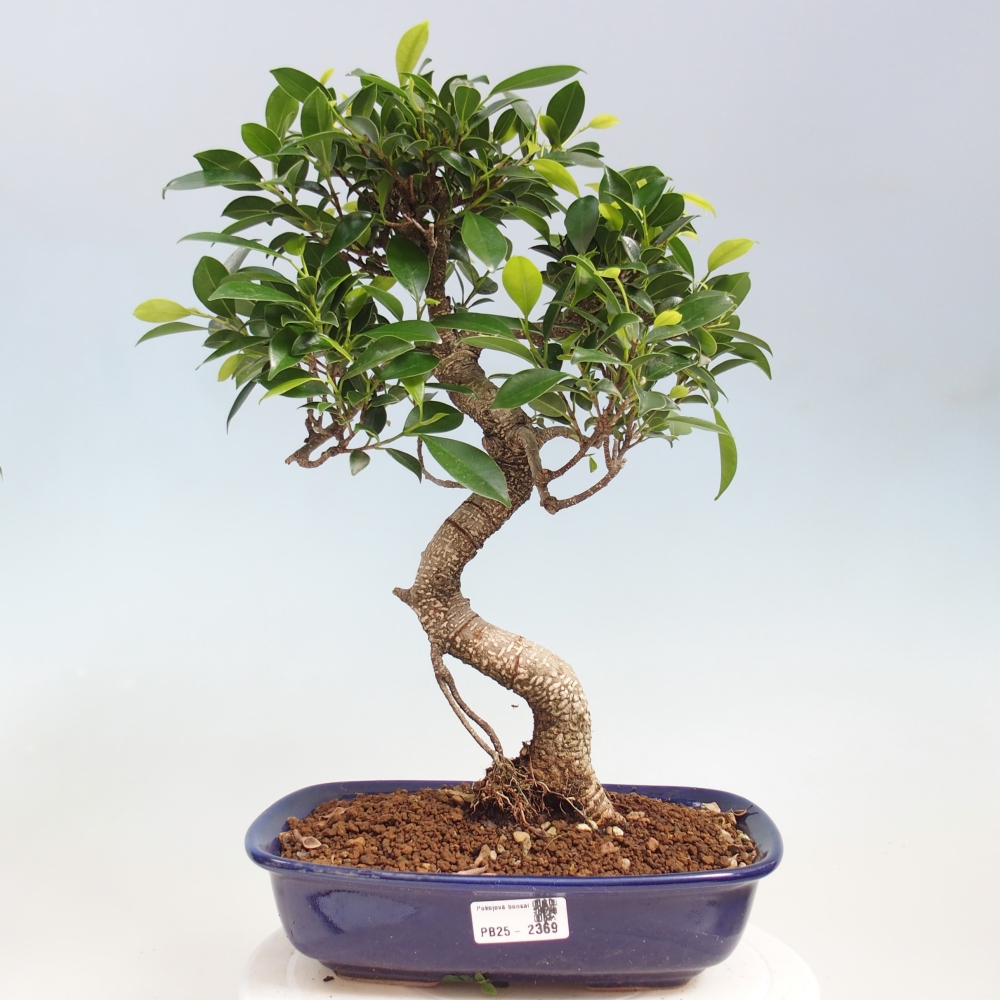 Indoor-Bonsai - Ficus kimmen - kleinblättriger Ficus