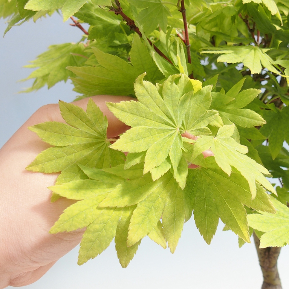 Bonsai im Freien - Ahorn palmatum katsura GISAN - Ahorn palmat
