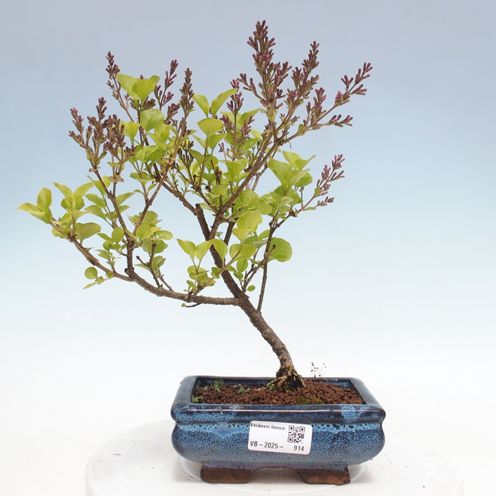 Bonsai im Freien – Syringa Meyeri Palibin – Meyers Flieder