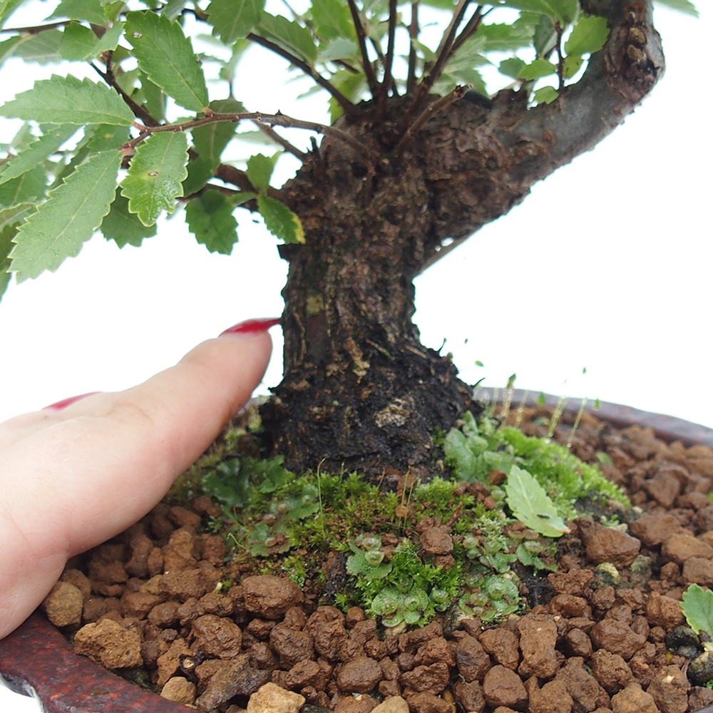 Bonsai im Freien - Zelkova - Zelkova NIRE