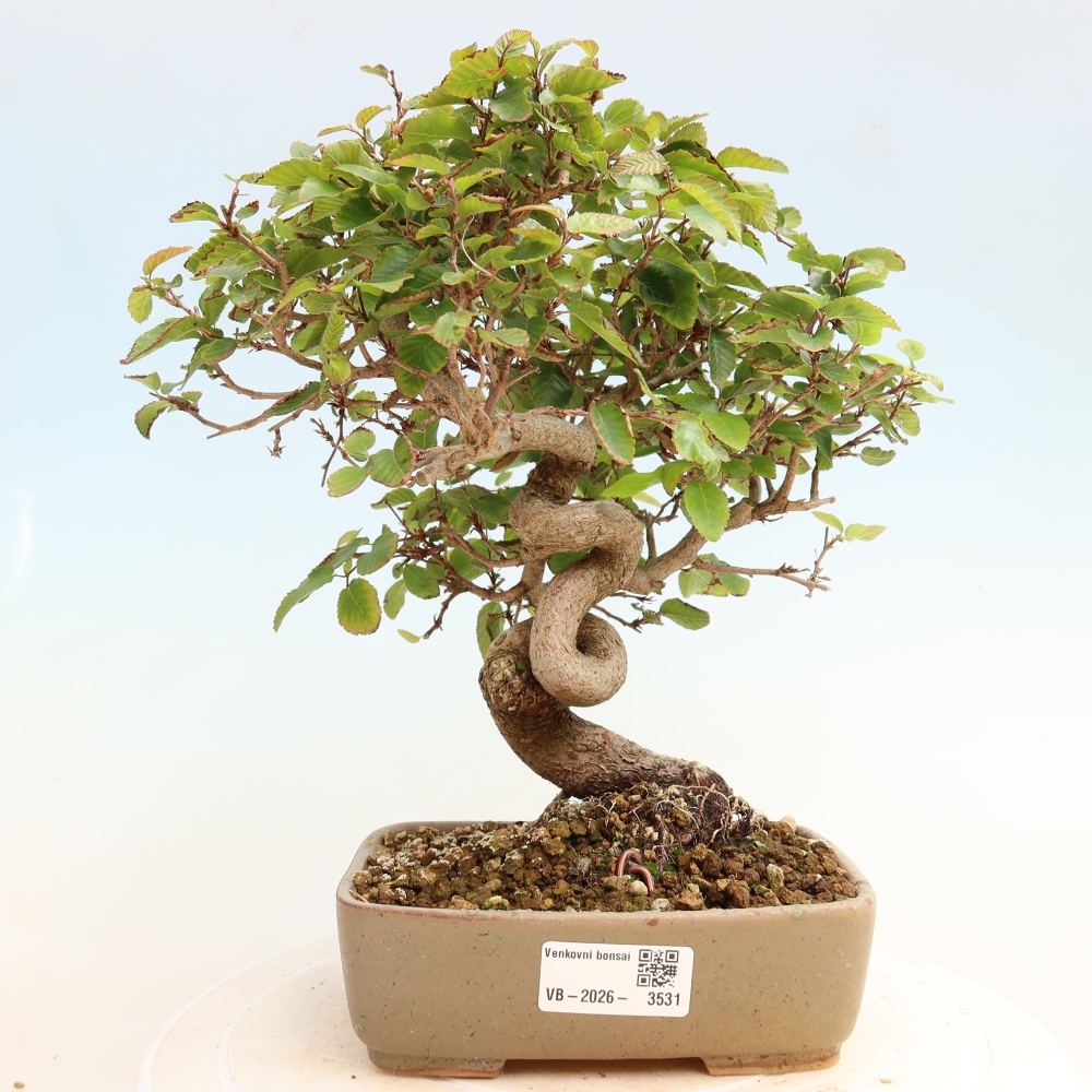 Bonsai für draußen -Carpinus CARPINOIDES - Koreanische Hainbuche