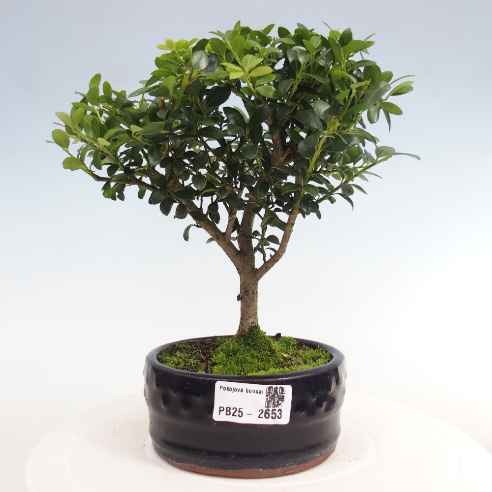 Zimmerbonsai - Ilex crenata - Holly