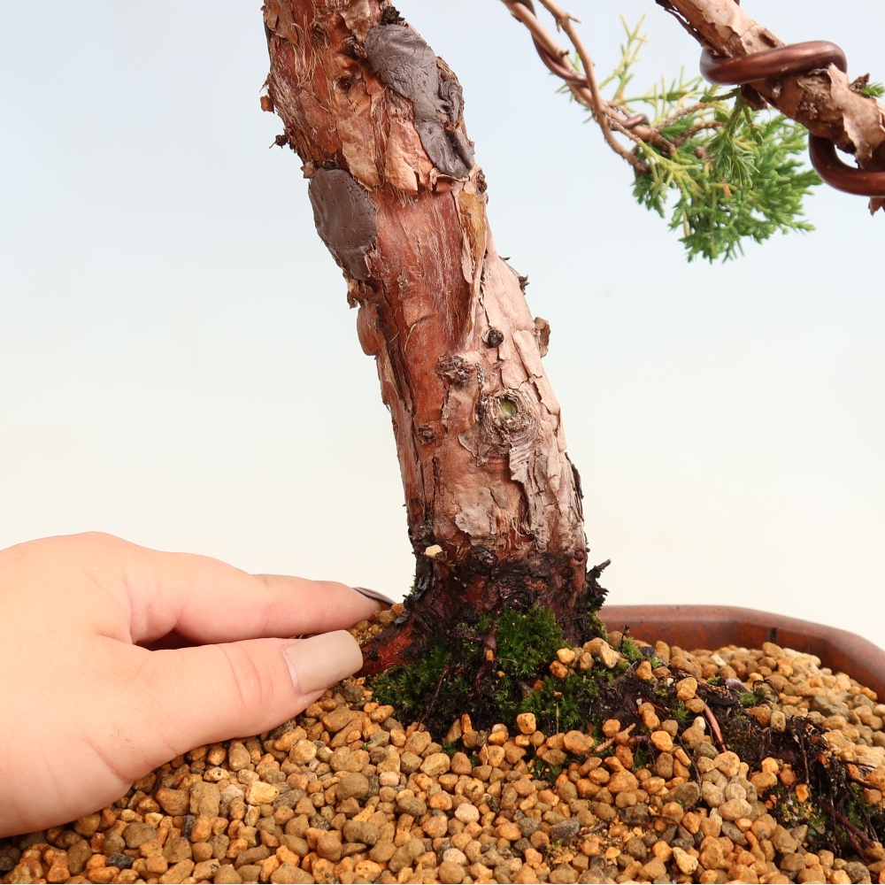 Bonsai für draußen - Juniperus chinensis Kishu