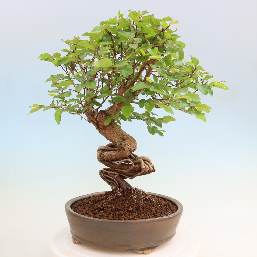 Bonsai für draußen - Karpinus Coreana - Koreanische Hainbuche