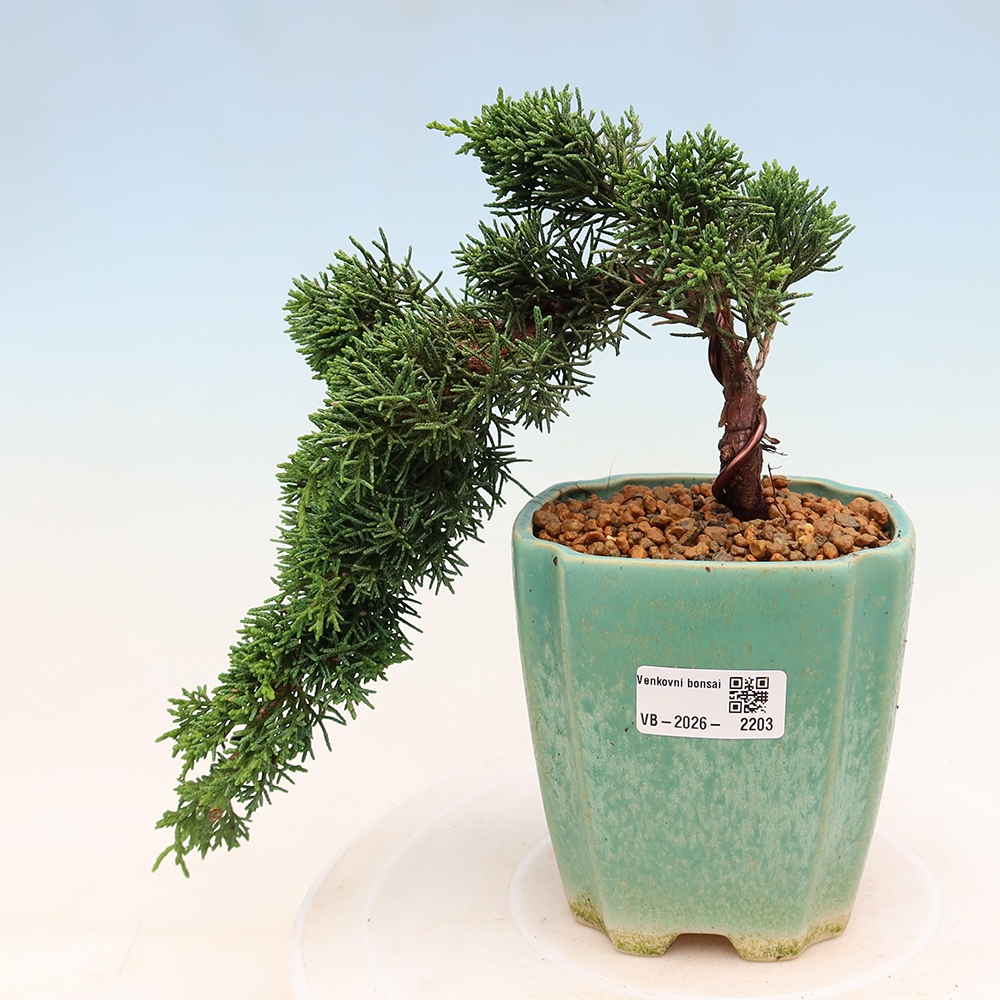 Bonsai für draußen - Juniperus chinensis Kishu