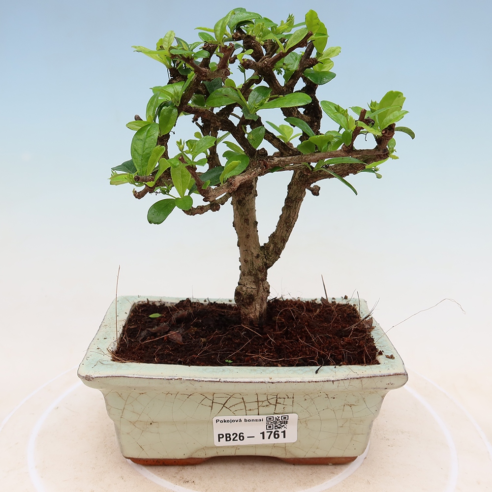 Zimmer-Bonsai - Carmona macrophylla - Tee-Fuki