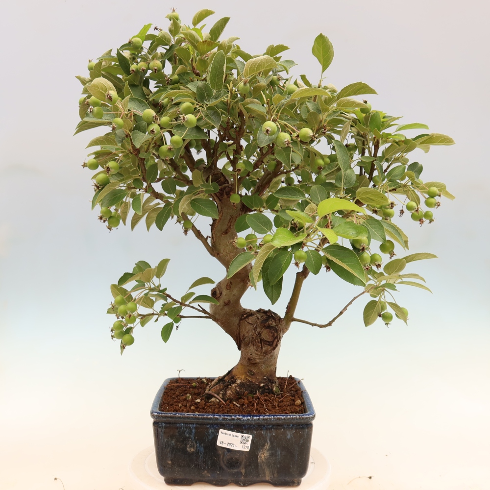 Outdoor-Bonsai -Malus halliana - Kleinfrüchtiger Apfelbaum
