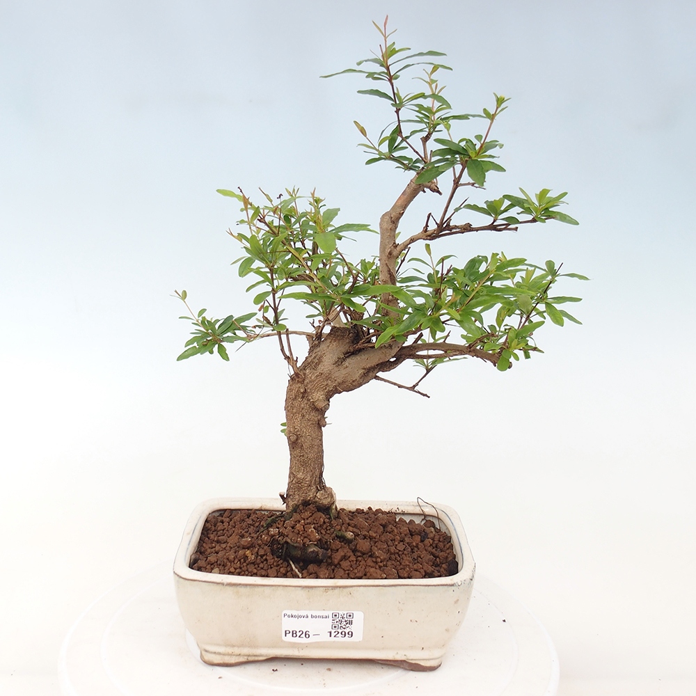 Zimmer Bonsai-PUNICA Granatum Nana-Granatapfel