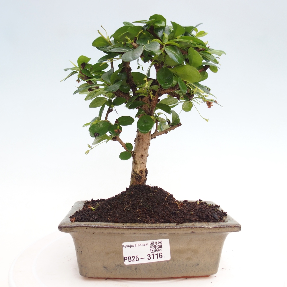Zimmerbonsai - Carmona Macrophylla - Fuki-Tee