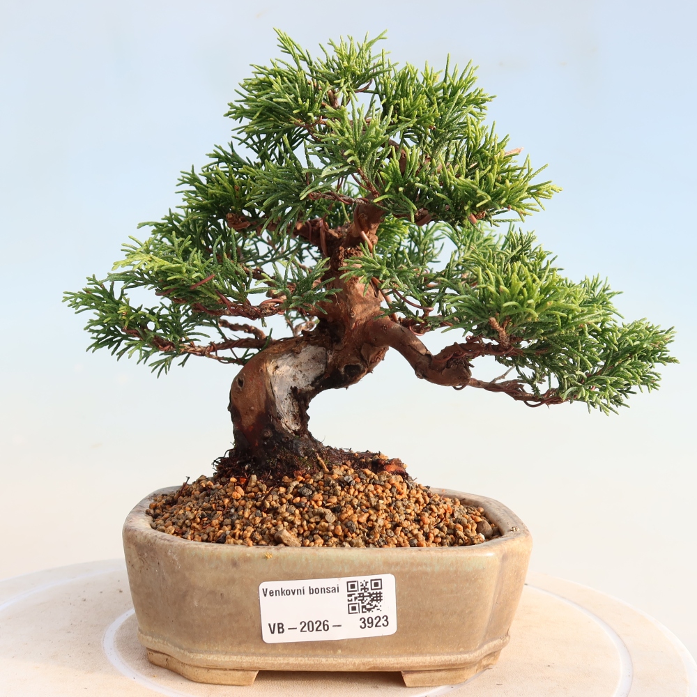 Outdoor bonsai - Juniperus chinensis Itoigawa - Chinese juniper