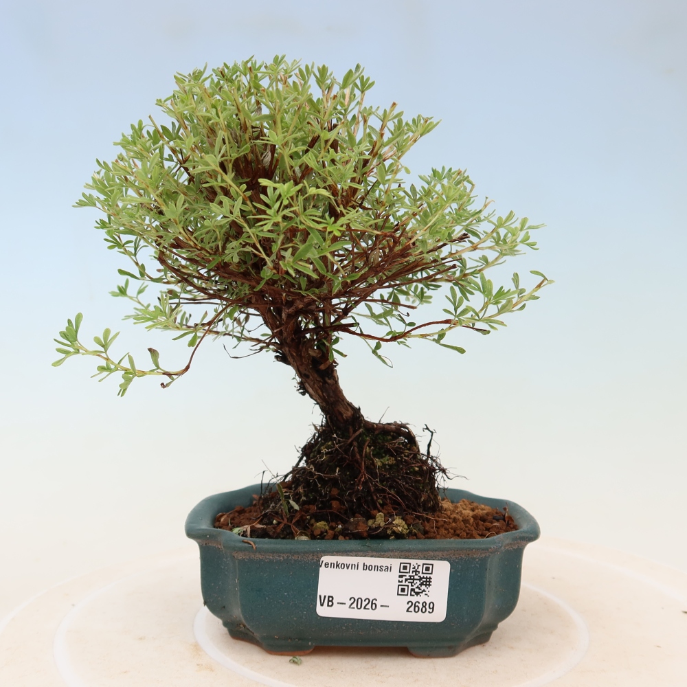 Bonsai für den Außenbereich – Strauch-Fingerkraut – Potentilla fruticosa „Goldkissen“