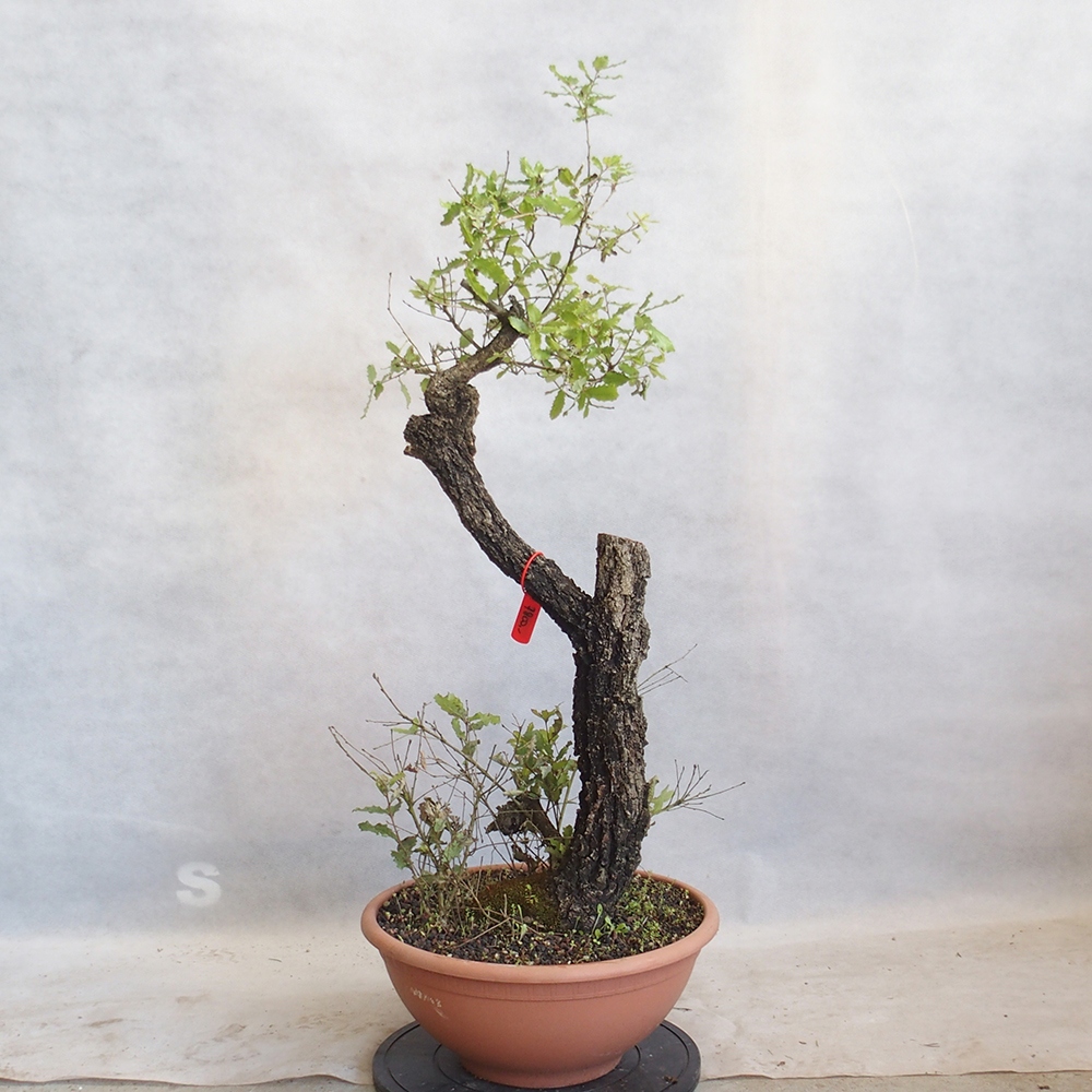 Freilandbonsai Quercus Cerris - Eiche Cer