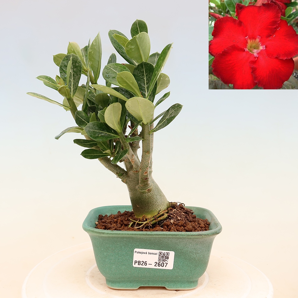 Zimmerbonsai – Adenium obesum „Red Star“ – Wüstenrose