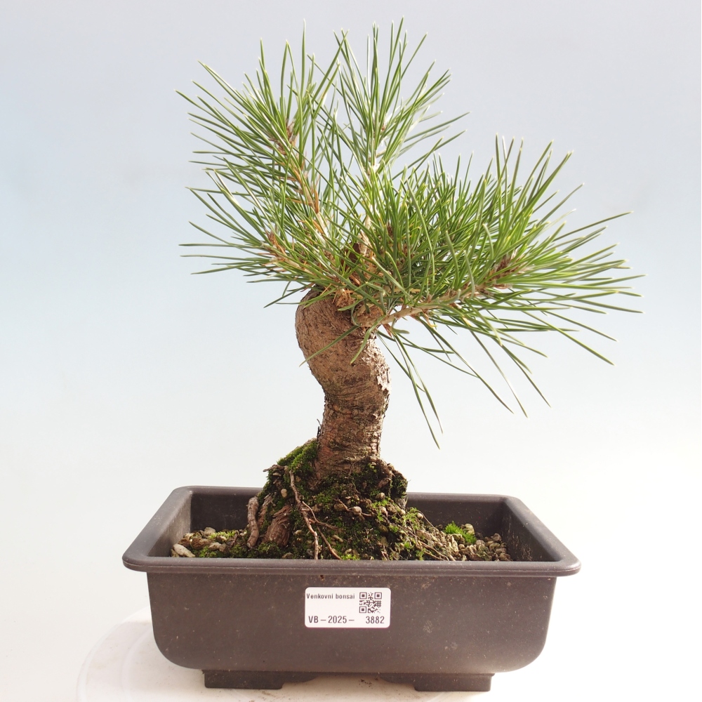 Bonsai für draußen - Pinus thunbergii - Thunberg-Kiefer
