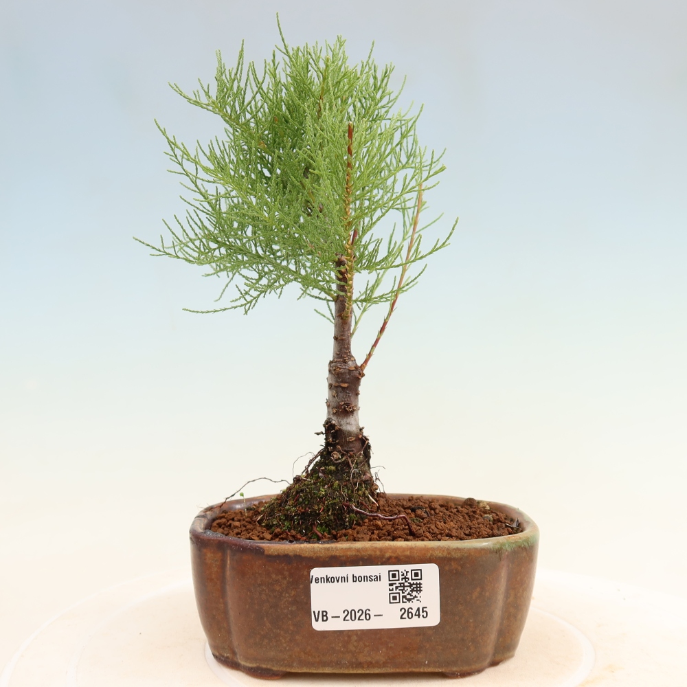 Bonsai für draußen - Tamariske - Tamarix