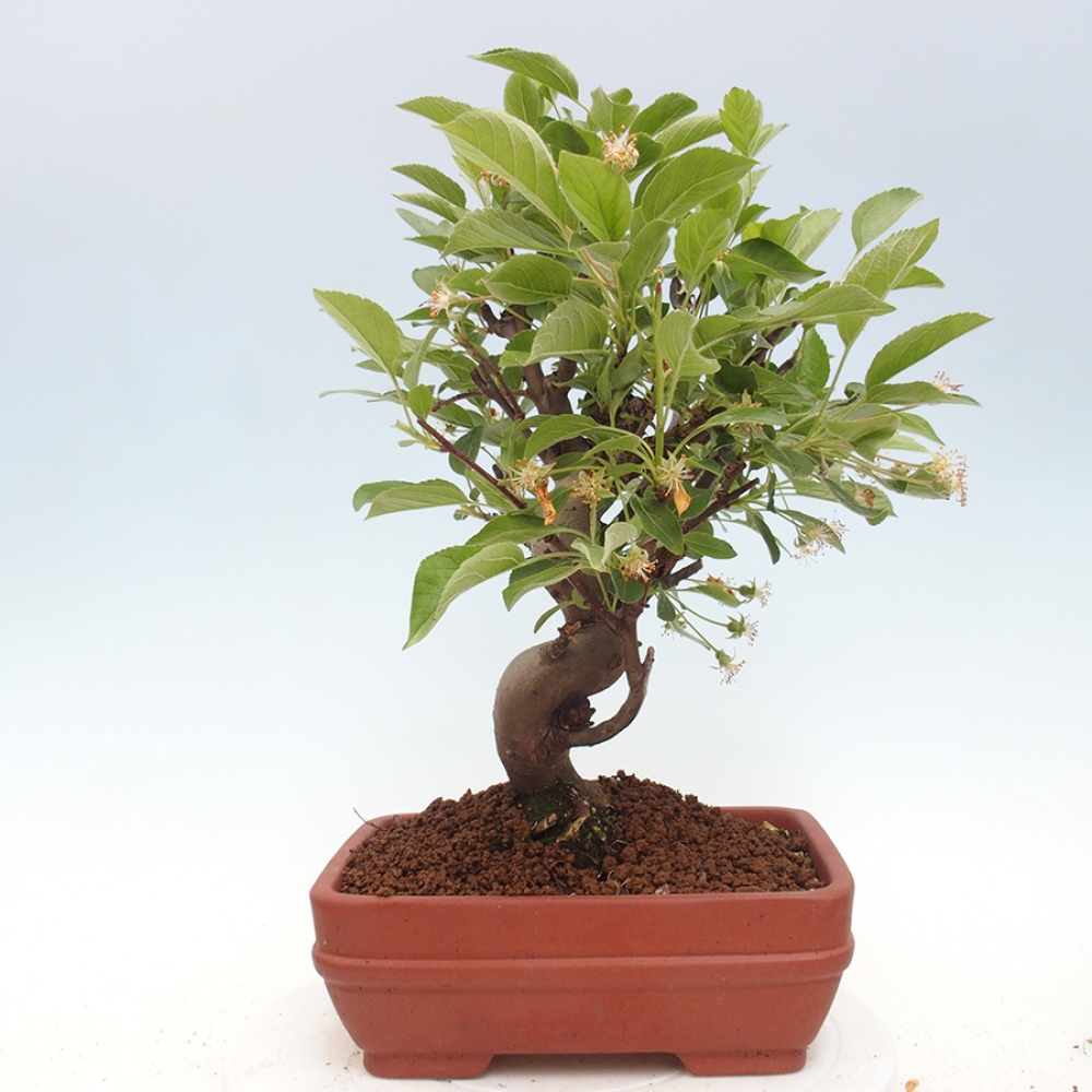 Bonsai im Freien - Malus halliana - Kleinfruchtiger Apfelbaum