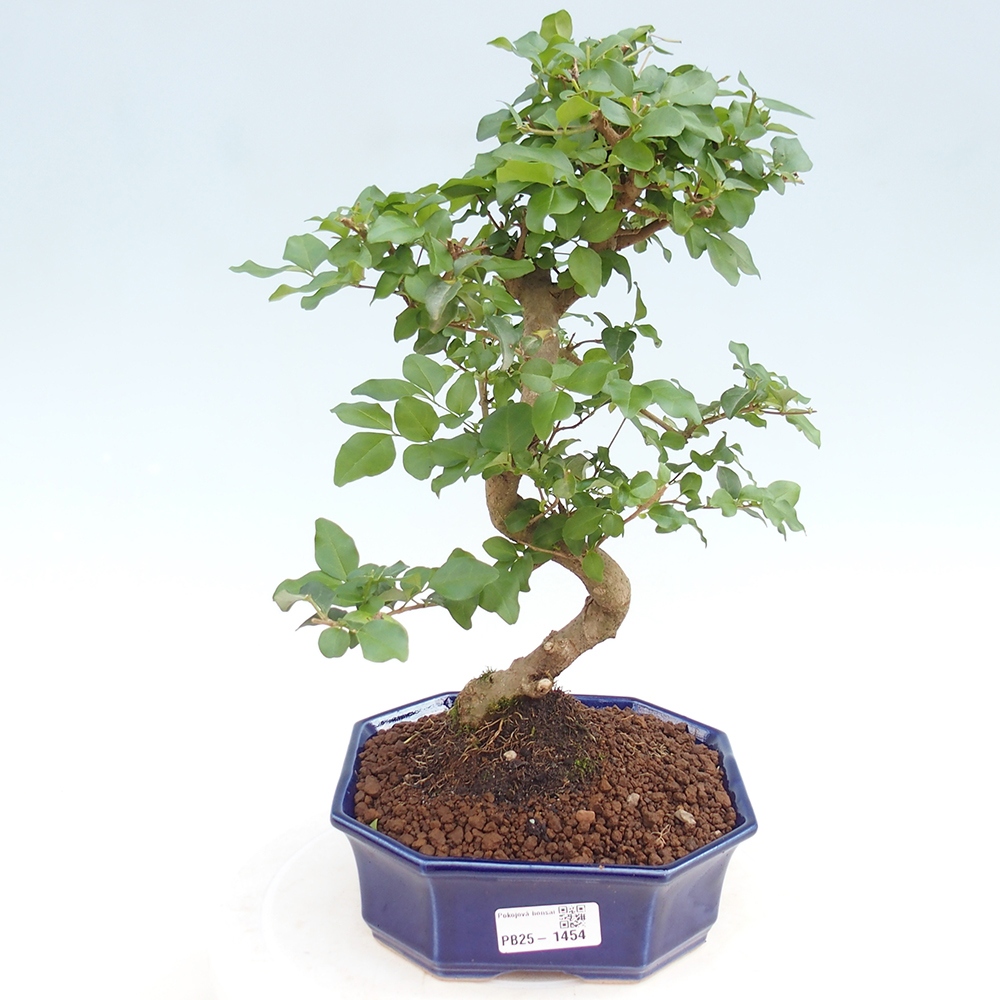 Indoor Bonsai -Ligustrum chinensis - Vogelschnabel