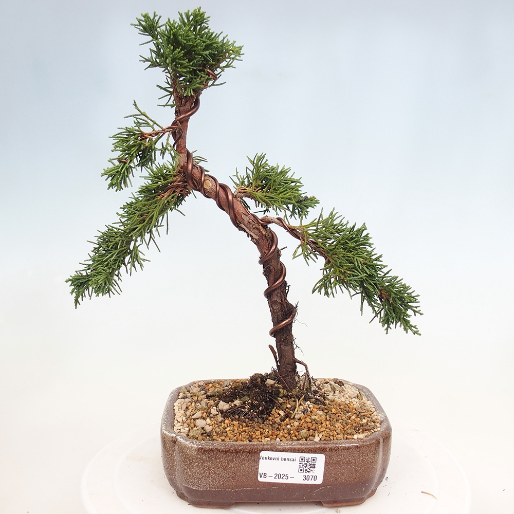 Bonsai im Freien - Juniperus chinensis Kishu - Chinesischer Wacholder