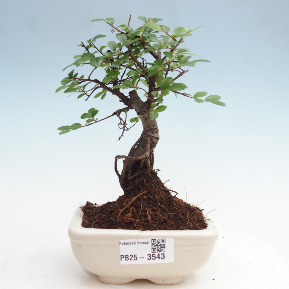 Zimmerbonsai - Ulmus parvifolia - Kleinblättrige Ulme