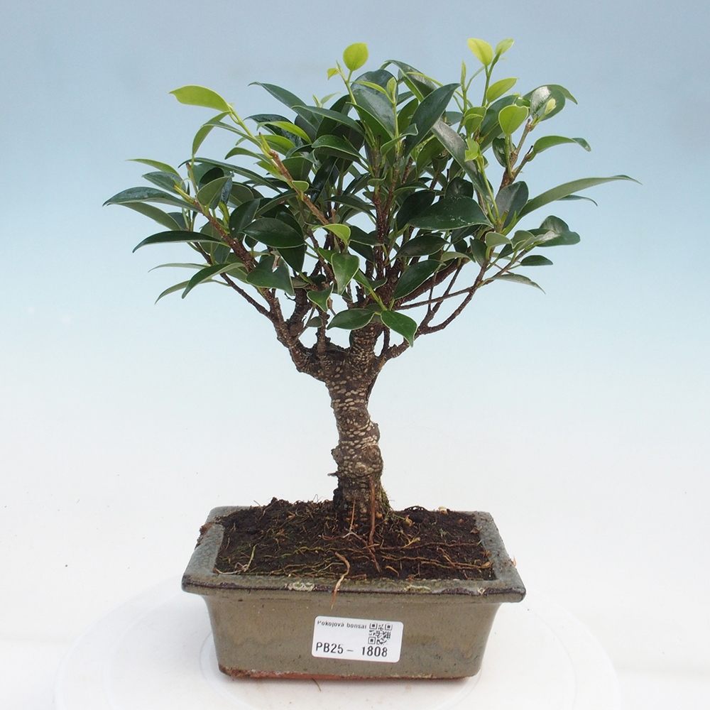Zimmerbonsai - Ficus retusa - kleinblättriger Ficus