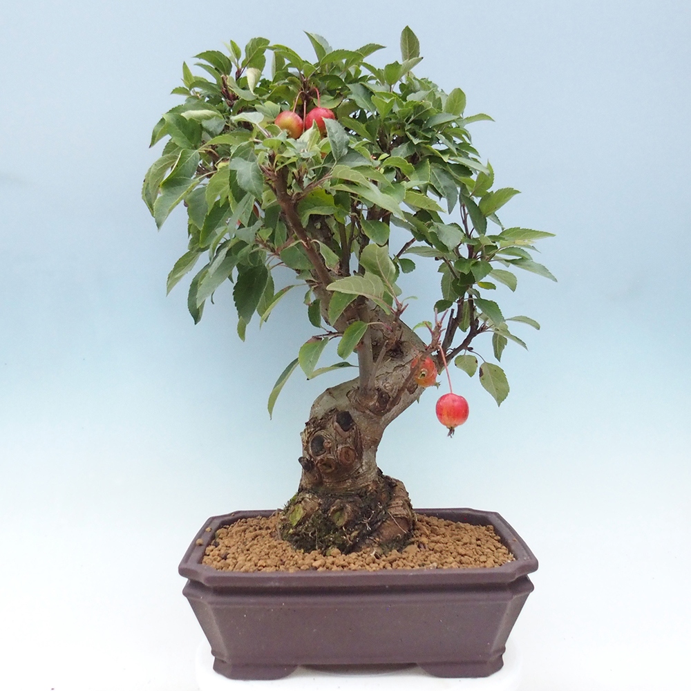 Bonsai im Freien - Malus halliana - Kleinfruchtiger Apfelbaum