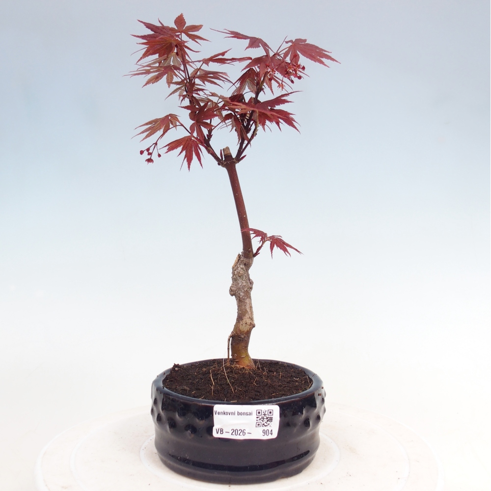 Bonsai für draußen - Acer-Palme. Atropurpureum-Javor palmate