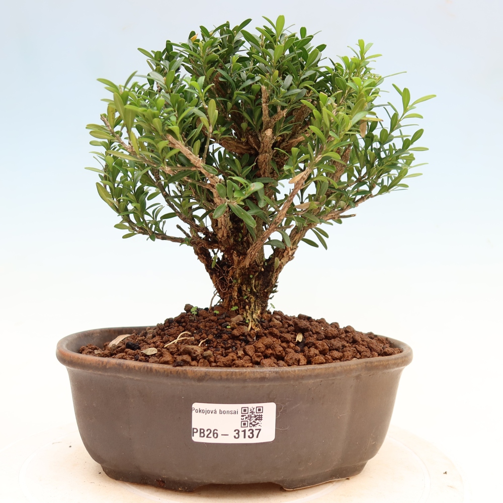 Zimmer Bonsai - Buxus harlandii - Korkbuxus