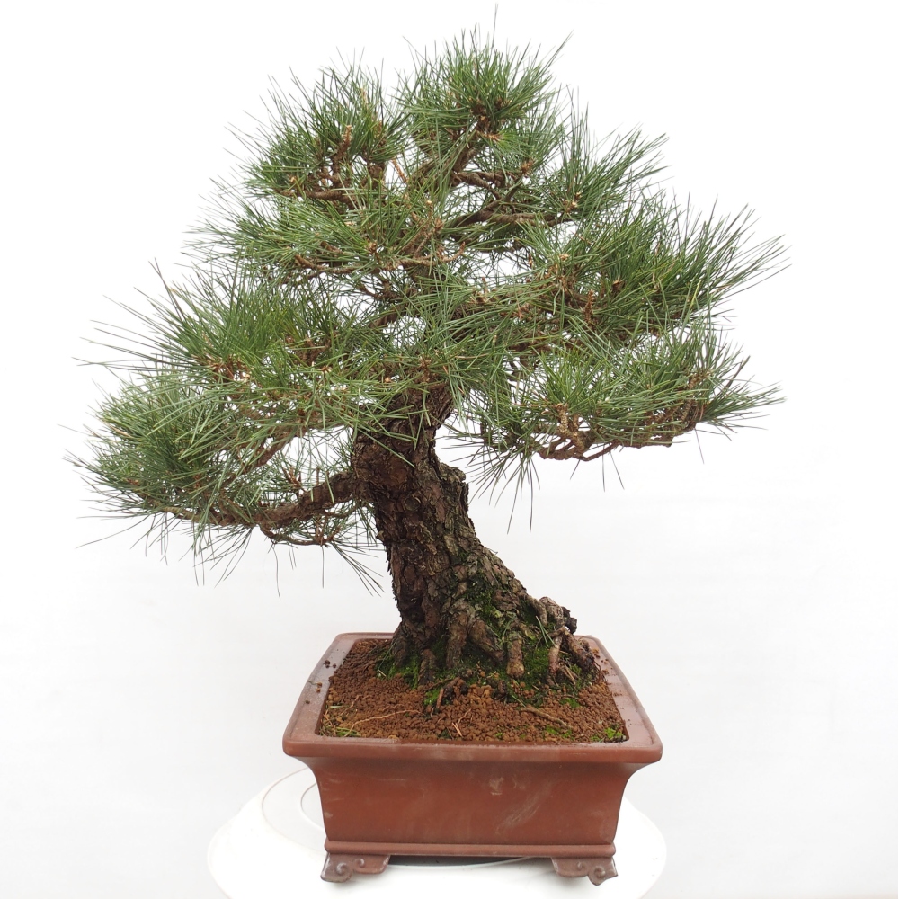 Outdoor-Bonsai - Pinus thunbergii - Thunbergkiefer