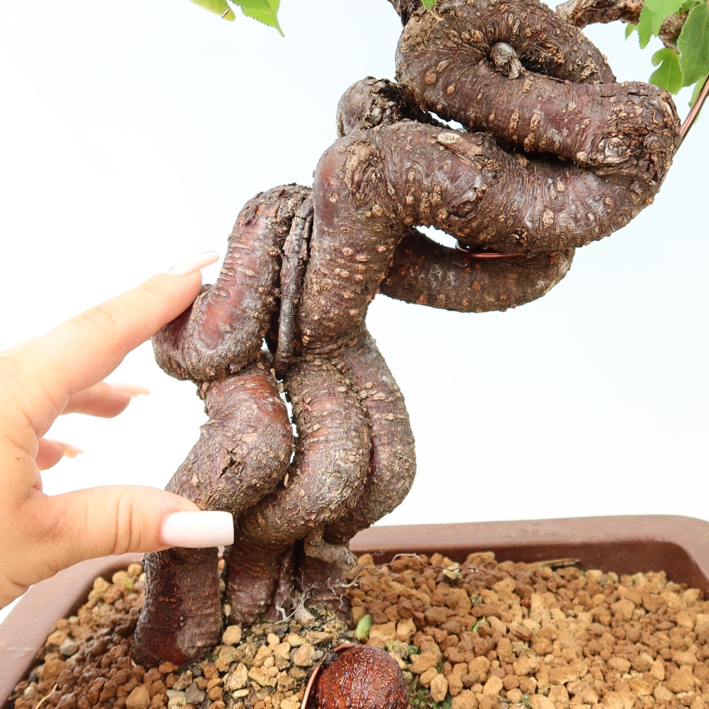Bonsai für den Außenbereich – Japanischer Aprikosenbaum – Prunus Mume