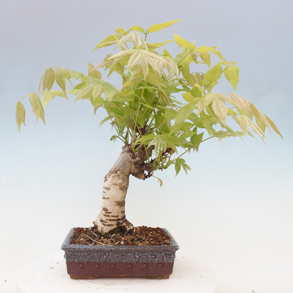 Bonsai im Freien - Wisteria floribunda - Wisteria floribunda