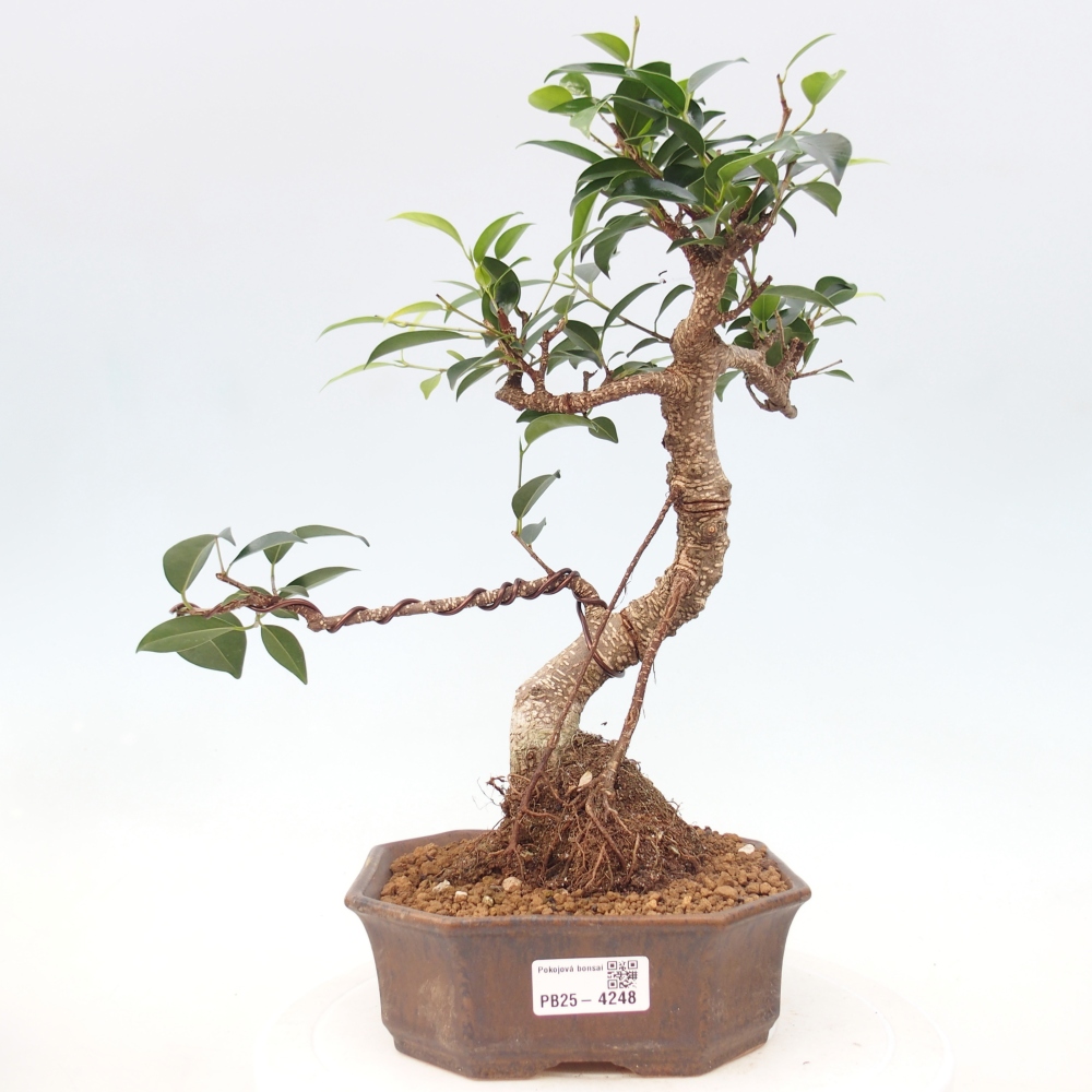 Zimmerbonsai - Ficus retusa - Kleinblättriger Ficus