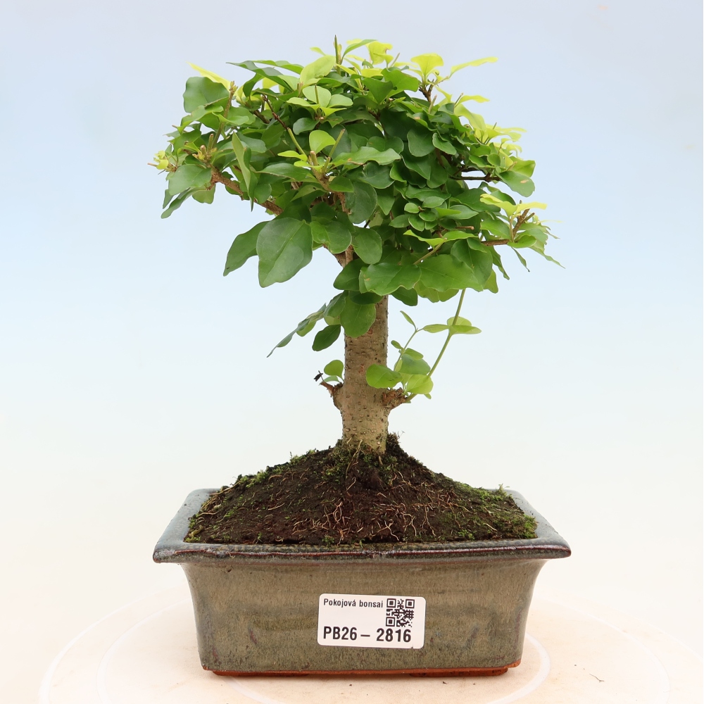 Zimmer Bonsai -Ligustrum chinensis - Vogelschnabel