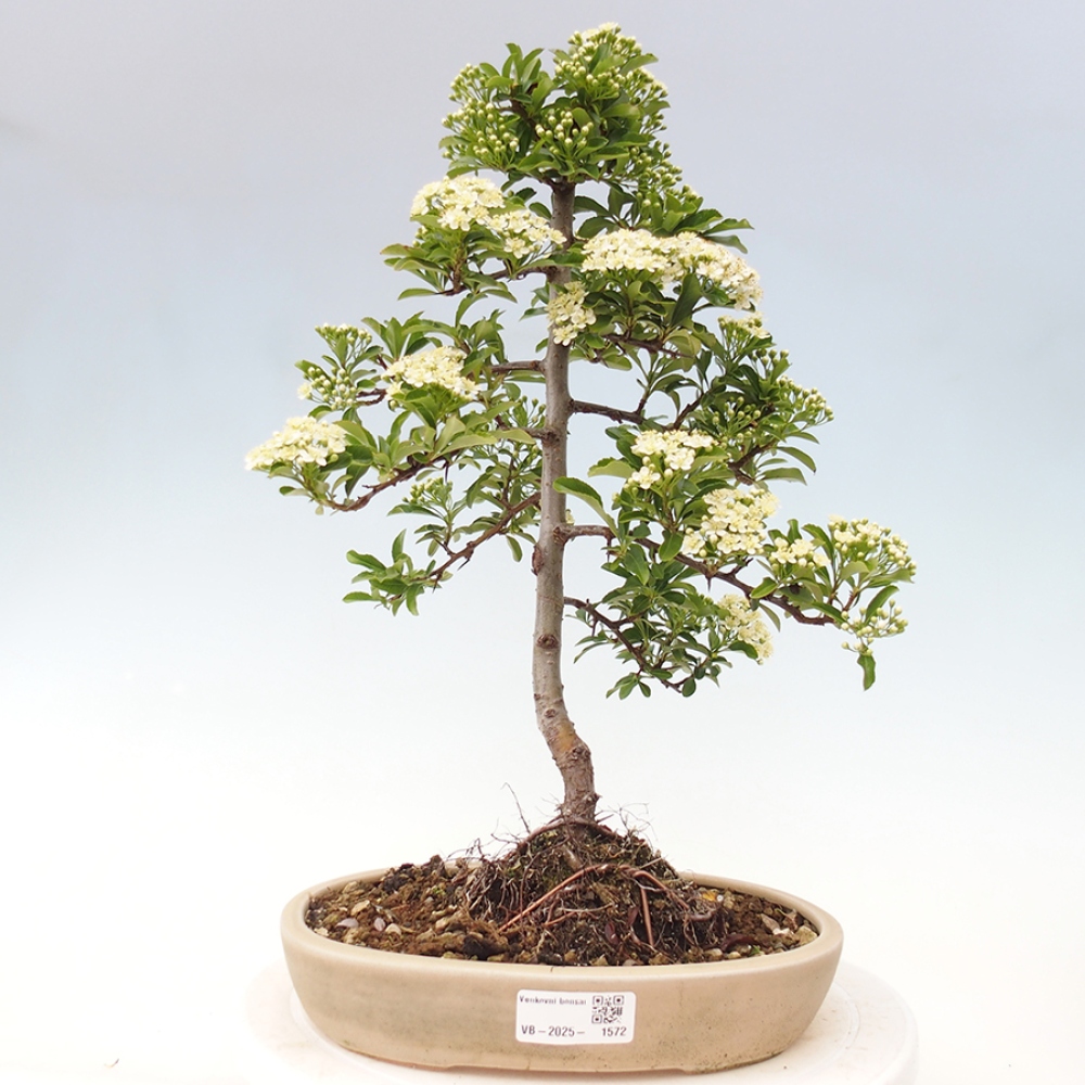 Outdoor Bonsai-Pyracanta Teton -Bäckerei
