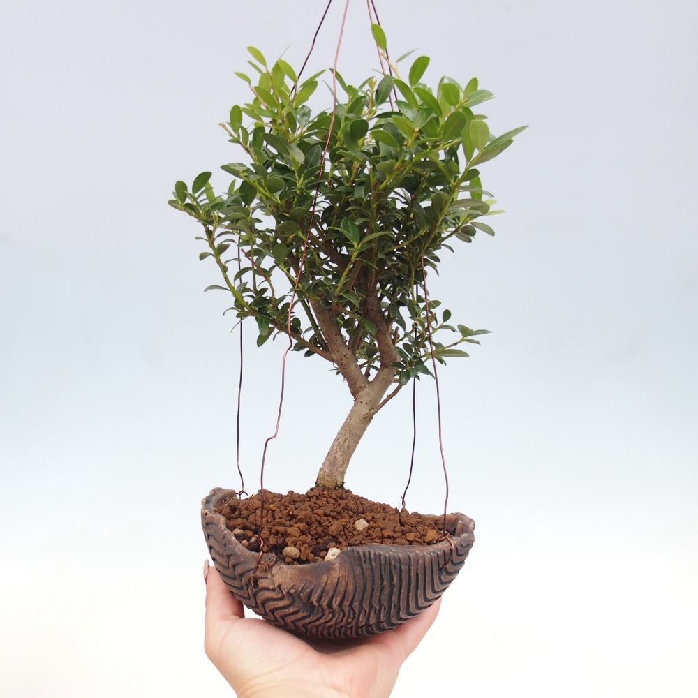 Kokedama aus Keramik - Ilex crenata - Holly
