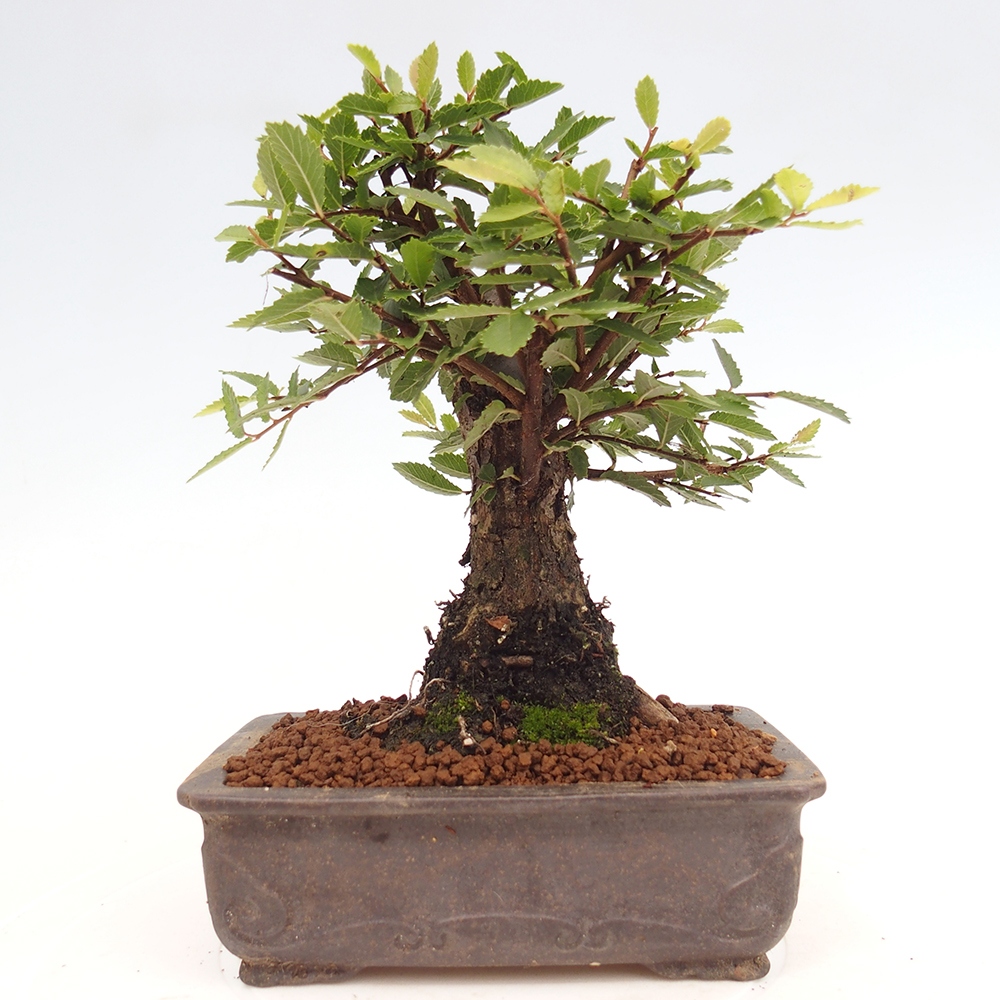 Bonsai im Freien - Zelkova - Zelkova NIRE