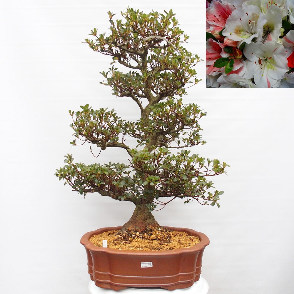 Bonsai für draußen - Japanische Azalee - Azalea Sansei