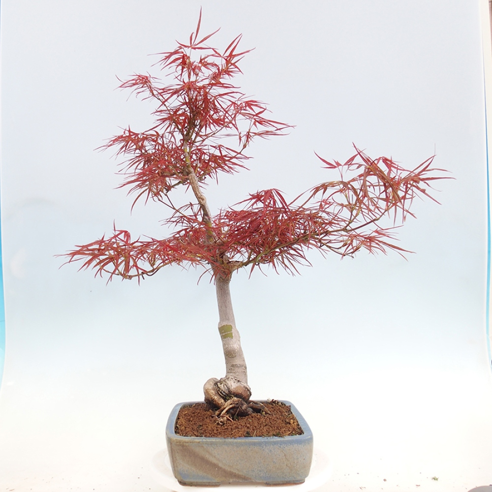 Bonsai im Freien - Acer palmatum RED PYGMY