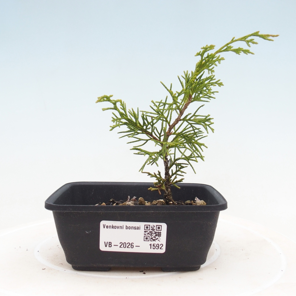 Bonsai für draußen - Juniperus chinensis Itoigawa